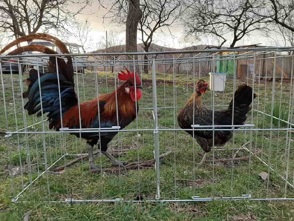 Bioraznolikost u masliniku | Dalmatinska kokoš – Maslinar