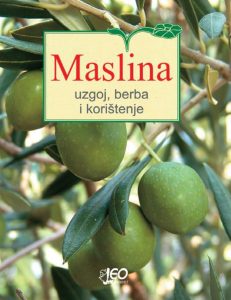 Maslina – uzgoj, berba i korištenje